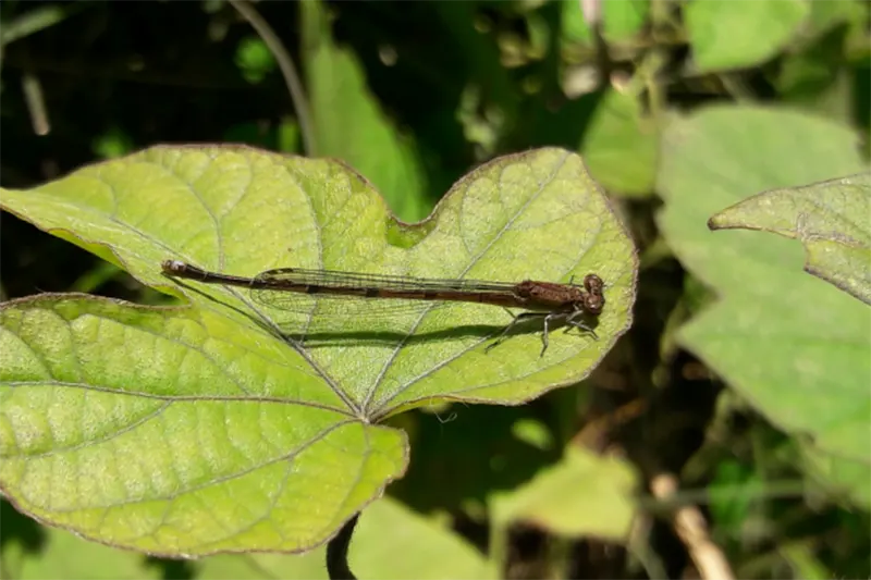 insectos
